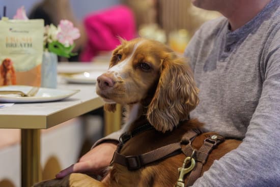 What is a cocker spaniel hotsell